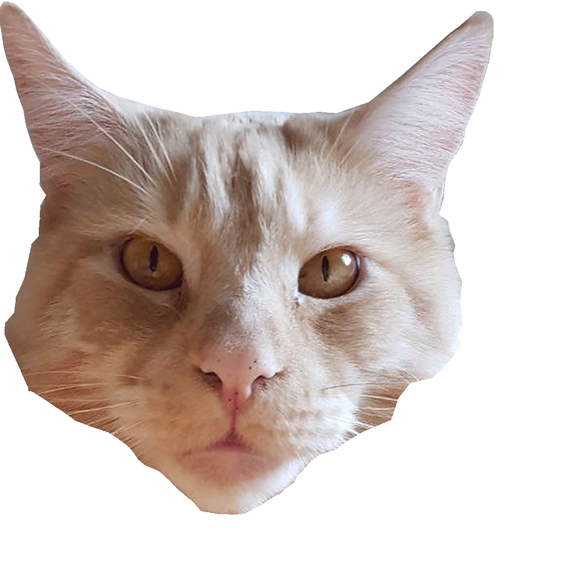 Katze
